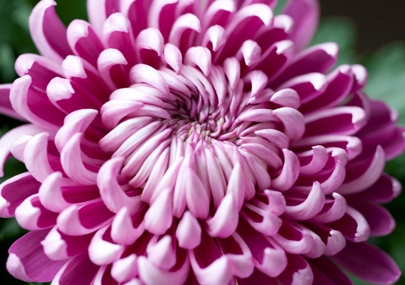 Chrysanthemum